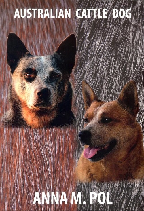okładka Australian Cattle Dog książka | Anna M. Pol