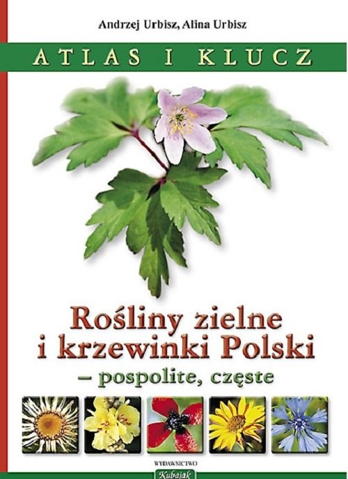 okładka Rośliny zielne i krzewinki Polski Rośliny zielne i krzewinki Polski - pospolite, częste. Atlas i klucz. książka | Andrzej Urbisz, Alina Urbisz