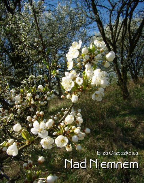 okładka Nad Niemnem ebook | epub, mobi | Eliza Orzeszkowa