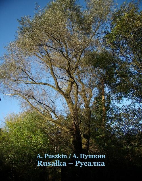 okładka Rusałka. Русалка ebook | epub, mobi | Aleksander Puszkin