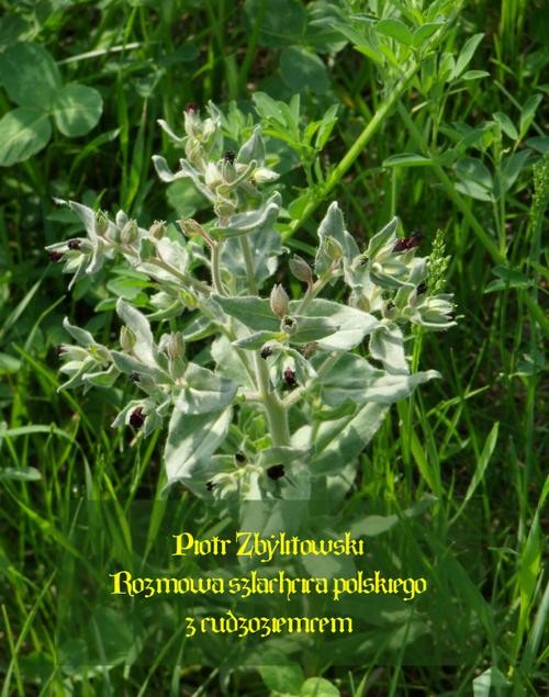 okładka Rozmowa szlachcica polskiego z cudzoziemcem ebook | epub, mobi | Piotr Zbylitowski