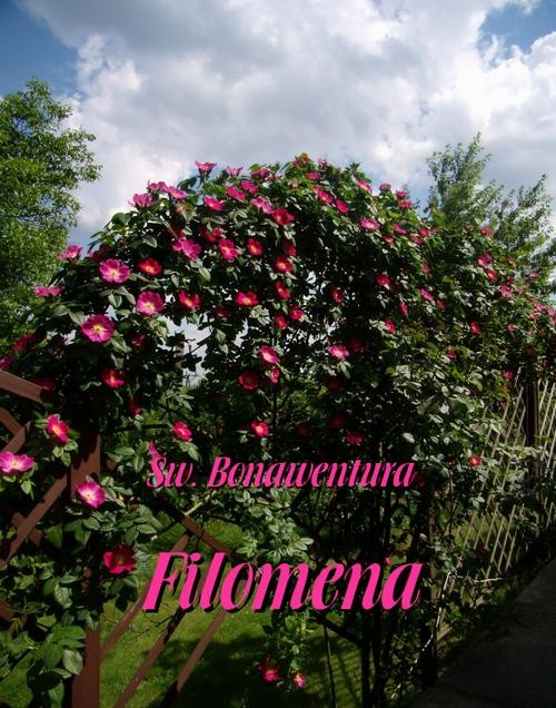 okładka Filomena ebook | epub, mobi | Święty Bonawentura