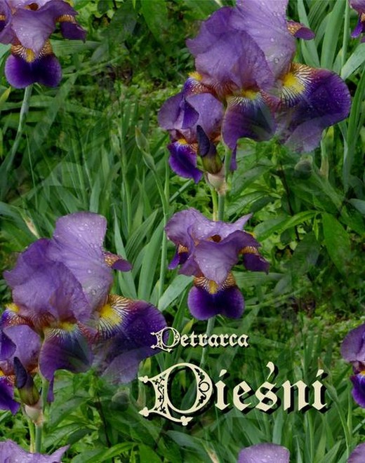 okładka Pieśni ebook | epub, mobi | Francesco Petrarca