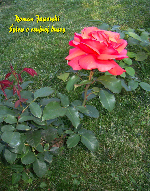 okładka Śpiew o czujnej duszy ebook | epub, mobi | Roman Jaworski