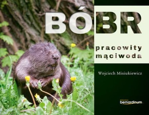 okładka Bóbr pracowity mąciwoda książka