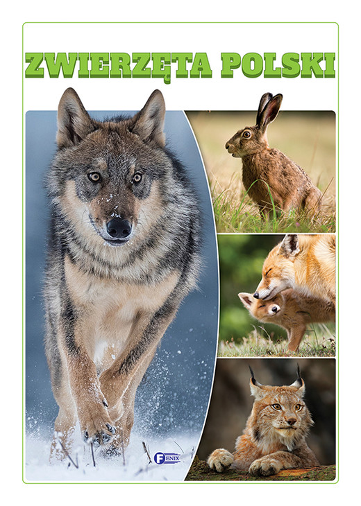 okładka Zwierzęta Polski książka | Opracowanie zbiorowe