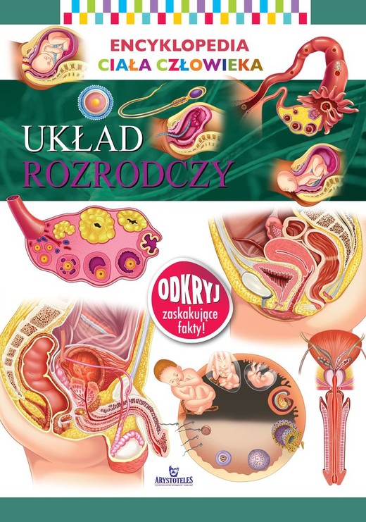 okładka Układ rozrodczy. Encyklopedia ciała człowieka książka | Opracowanie zbiorowe