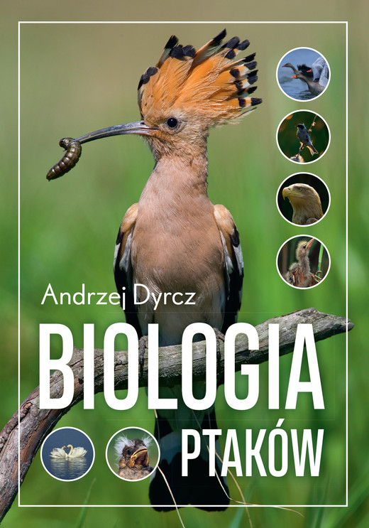 okładka Biologia ptaków ebook | epub, mobi, pdf | Andrzej Dyrcz