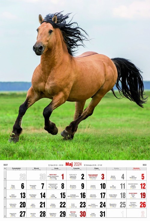 okładka ZIOŁA I MAGIA. Lecznicze i rytualne zastosowania roślin książka