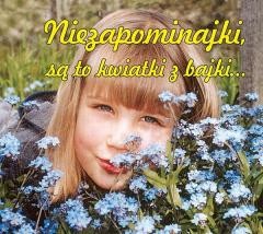 okładka Niezapominajki są to kwiatki z bajki książka