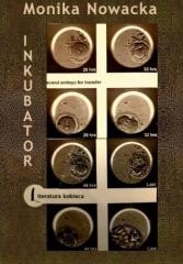 okładka Inkubator książka | Monika Nowacka