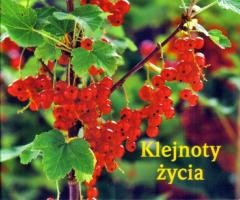 okładka Perełka 143 - Klejnoty życia książka | Praca Zbiorowa