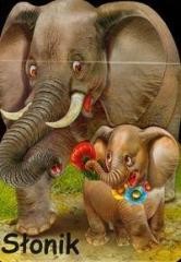 okładka Słonik LIWONA książka | Rafał Wejner