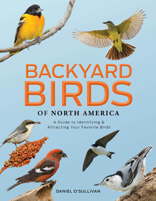 okładka Backyard Birds of North America książka | Daniel O'Sullivan