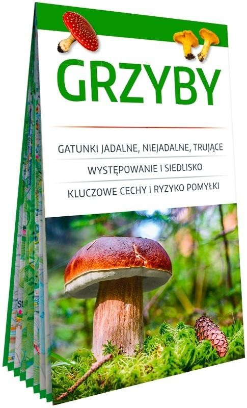 okładka Grzyby. Poręczny, laminowany miniprzewodnik książka | Wiesław Kamiński