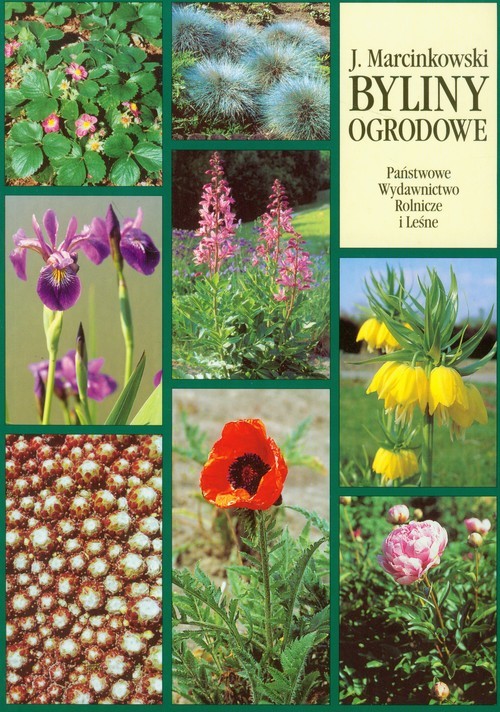 okładka Byliny ogrodowe - produkcja i zastosowanie książka | Marcinkowski Jacek