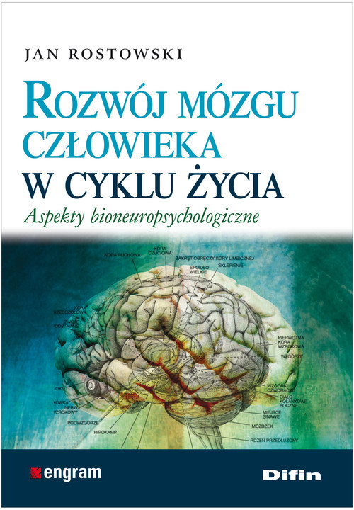 okładka Rozwój mózgu człowieka w cyklu życia Aspekty bioneuropsychologiczne książka | Rostkowski Jan