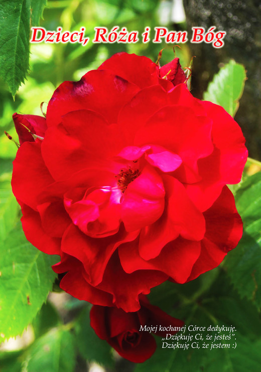 okładka Dzieci, Róża i Pan Bóg ebook | epub, mobi | Zygmunt Bołoz