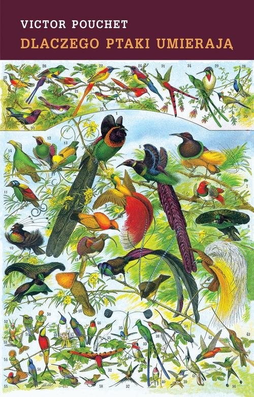 okładka Dlaczego ptaki umierają książka | Victor Pouchet