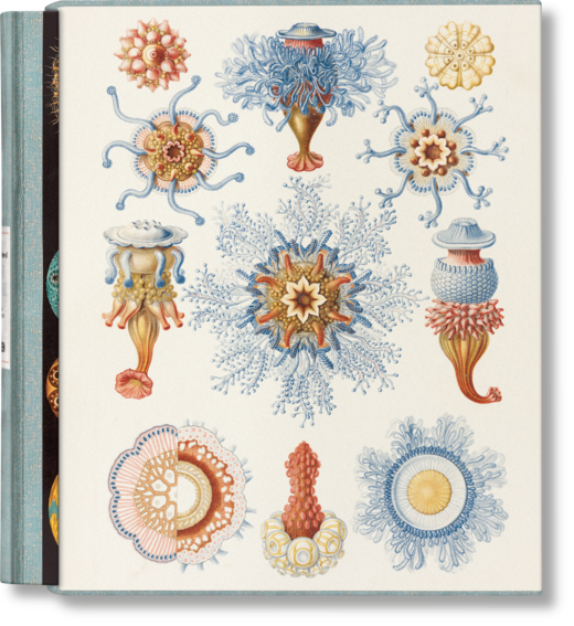 okładka The Art and Science of Ernst Haeckel książka | Julia Voss, Rainer Willmann