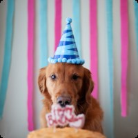 Pies w czapeczce urodzinowej